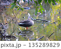 池カルガモ 135289829