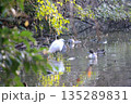 池コサギとカルガモ 135289831