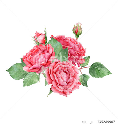 Watercolor rose illustration, a beautiful floral arrangement. Hand-drawn, suitable for postcards, invitations, and printing. 135289907