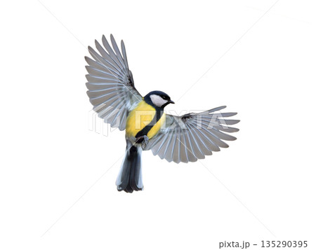 great tit in flight isolated on white background 135290395