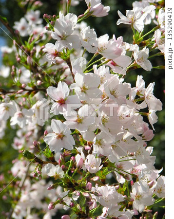 桜 1104 01 桜 1104 01 135290419