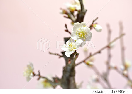 春を告げる白い梅の花 春を告げる白い梅の花 135290502