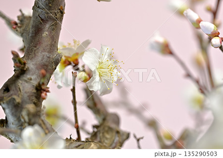春を告げる白い梅の花 春を告げる白い梅の花 135290503