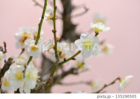 春を告げる白い梅の花 135290505