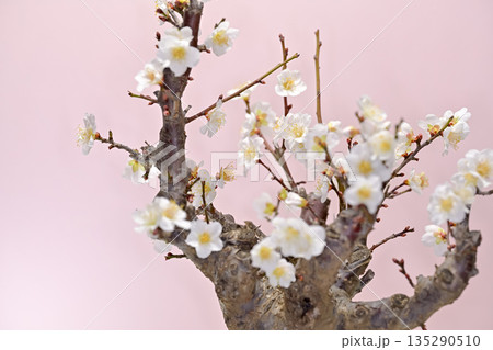 春を告げる白い梅の花 春を告げる白い梅の花 135290510