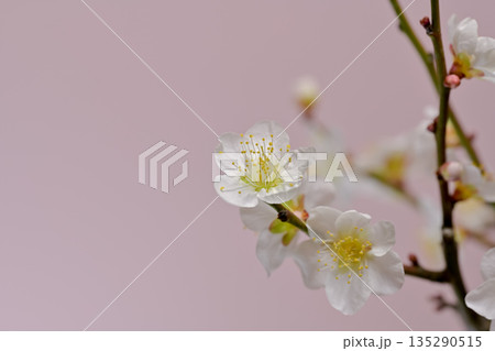 春を告げる白い梅の花 春を告げる白い梅の花 135290515