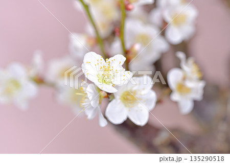 春を告げる白い梅の花 春を告げる白い梅の花 135290518