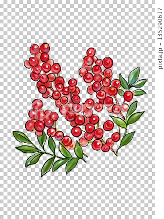 可愛らしいナンテンの手描きの線画と水彩イラスト 135290617