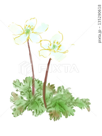 咲き誇るバイカオウレンの手描きの水彩イラスト 咲き誇るバイカオウレンの手描きの水彩イラスト 135290618