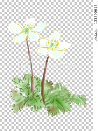 咲き誇るバイカオウレンの手描きの水彩イラスト 咲き誇るバイカオウレンの手描きの水彩イラスト 135290618