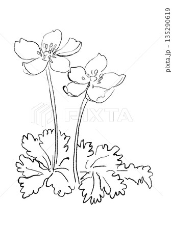 咲き誇るバイカオウレンの手描きの線画イラスト 135290619
