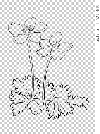 咲き誇るバイカオウレンの手描きの線画イラスト 135290619