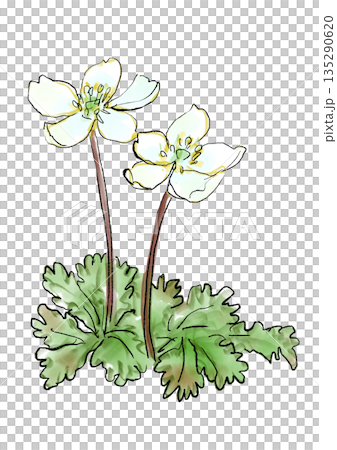 手繪線條和水彩插圖,描繪了一朵盛開的白花 手繪線條和水彩插圖,描繪了一朵盛開的白花 135290620