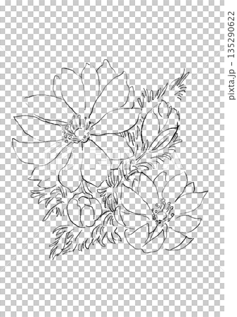 手繪線條畫插圖,描繪了盛開的阿多尼斯 手繪線條畫插圖,描繪了盛開的阿多尼斯 135290622