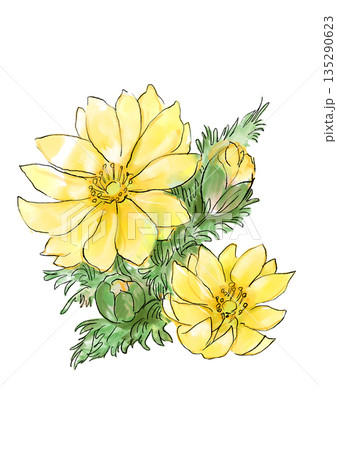 咲き誇る福寿草の手描きの線画と水彩イラスト 135290623