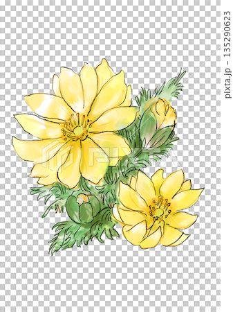咲き誇る福寿草の手描きの線画と水彩イラスト 135290623