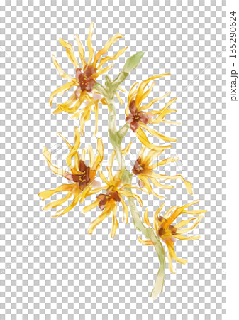 Hand-painted watercolor illustration of a blooming witch hazel 135290624