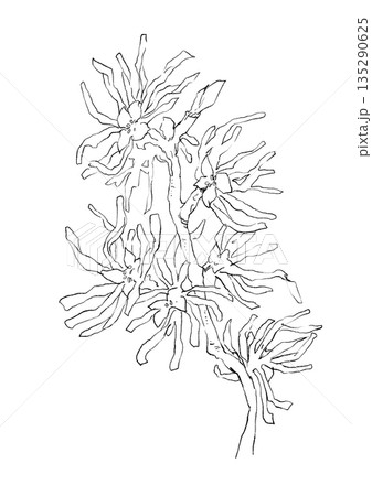 咲き誇るマンサクの手描き線画イラスト 135290625