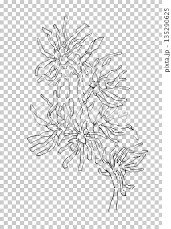 咲き誇るマンサクの手描き線画イラスト 135290625