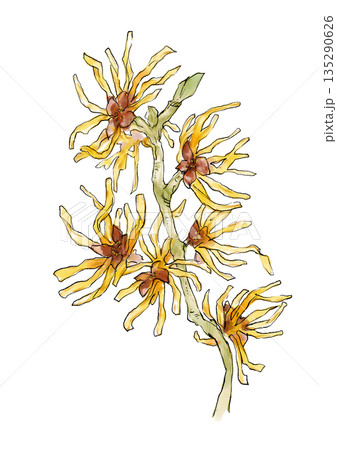 咲き誇るマンサクの手描きの線画と水彩イラスト 135290626