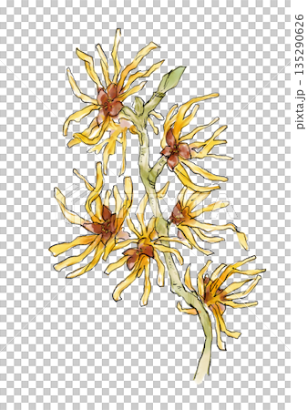 咲き誇るマンサクの手描きの線画と水彩イラスト 135290626