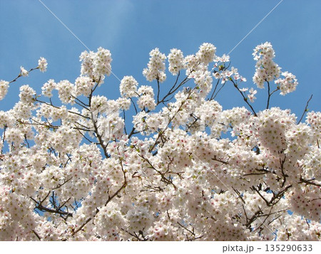 桜 1404 03 桜 1404 03 135290633
