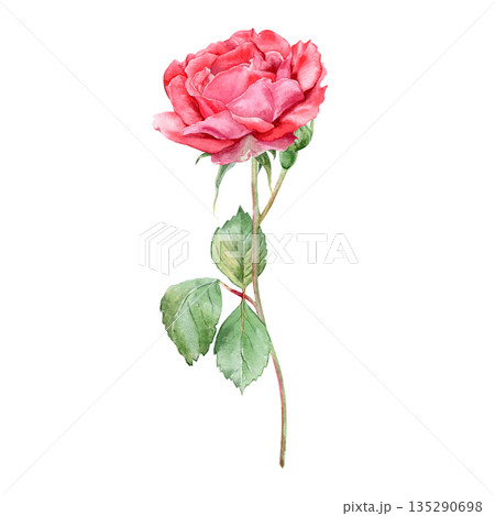 A beautiful hand-drawn watercolor rose illustration isolated on a white background. Suitable for card design, invitations, printables, and Valentine's Day. 135290698