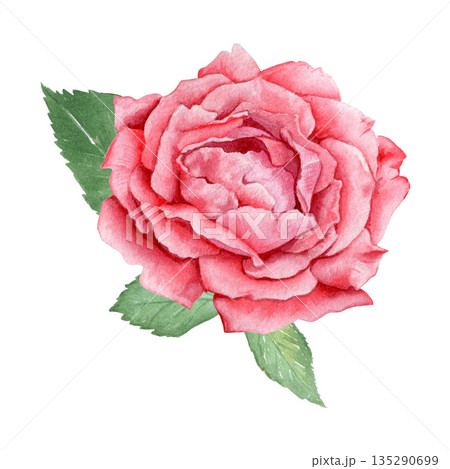 Watercolor red rose flower illustration. Hand-drawn, suitable for card design, invitations, and printing. Watercolor red rose flower illustration. Hand-drawn, suitable for card design, invitations, and printing. 135290699