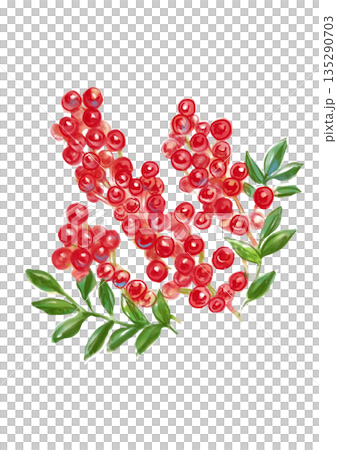 A hand-drawn watercolor illustration of a lovely, fruitful nandina 135290703