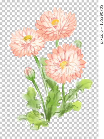 咲き誇るデイジーの手描きの水彩イラスト 咲き誇るデイジーの手描きの水彩イラスト 135290705