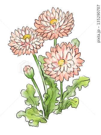 咲き誇るデイジーの手描きの線画と水彩イラスト 135290707