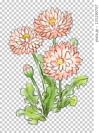 咲き誇るデイジーの手描きの線画と水彩イラスト 135290707