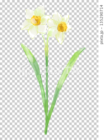 咲き誇る水仙の手描きの水彩イラスト 135290714