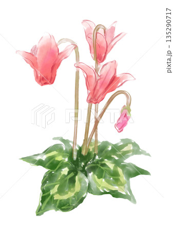 咲き誇るシクラメンの手描きの水彩イラスト 135290717