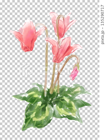 咲き誇るシクラメンの手描きの水彩イラスト 135290717