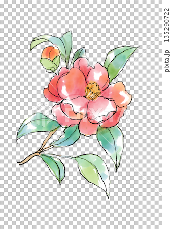 Hand-drawn line and watercolor illustration of a blooming winter camellia Hand-drawn line and watercolor illustration of a blooming winter camellia 135290722