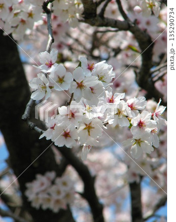 桜 1104 08 桜 1104 08 135290734