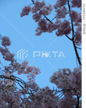月と桜 1104 月と桜 1104 135290737