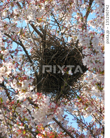 桜の木と鳥の巣 1104 135290742