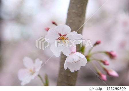 桜 1704 04 桜 1704 04 135290809