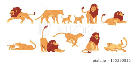 Lion lioness animals. Lions pride, female with baby cub african savanna wild animal feline family jungle predators run lying roar poses, cartoon zoo set classy vector illustration 135290836