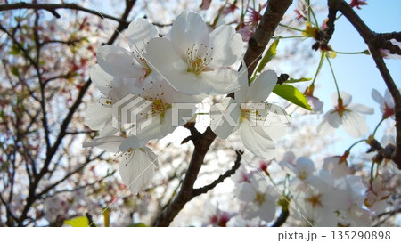 桜 2103 09 135290898