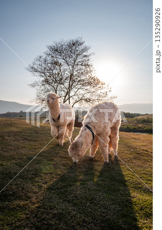 Two alpacas walking freely on the grassy valley to find some foods with background of sunset. 135290926