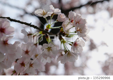 桜 1704 06 桜 1704 06 135290966