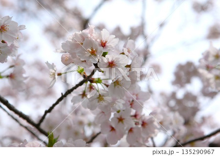 桜 1704 07 135290967