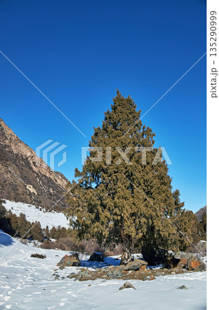 Tall evergreen tree stands tall in a snowy mountain valley with bright blue sky Tall evergreen tree stands tall in a snowy mountain valley with bright blue sky 135290999