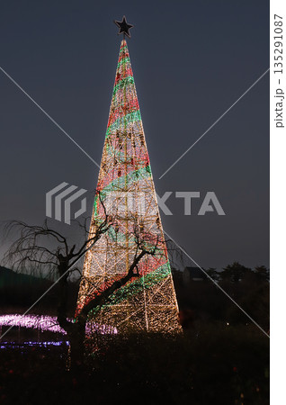 Xmasツリー型のイルミネーション(栃木県あしかがフラワーパーク 2025) Xmasツリー型のイルミネーション(栃木県あしかがフラワーパーク 2025) 135291087