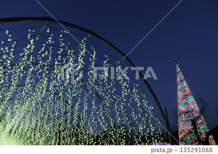 冬のイルミネーション(栃木県あしかがフラワーパーク 2025) 冬のイルミネーション(栃木県あしかがフラワーパーク 2025) 135291088