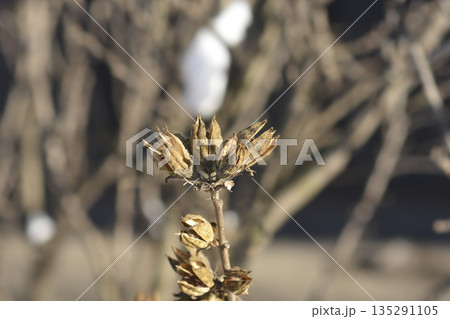 Rose Of Sharon 135291105