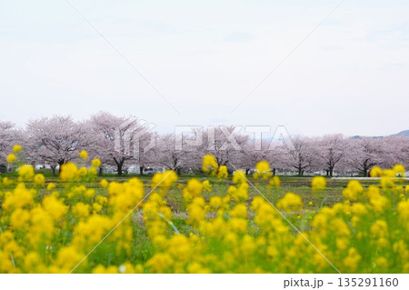 菜の花と桜 1704 01 菜の花と桜 1704 01 135291160